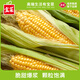 寶菜玉米新鮮黃甜玉米帶皮水果玉米棒低脂減肥早餐 整箱包郵 5斤（約5-8根）