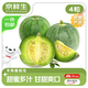 京鮮生東北綠寶甜瓜 凈重2.5斤 4粒裝 單果300g+ 水果源頭直發(fā)包郵