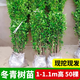 耘淘圍墻籬笆植物大葉北海道黃楊苗法國冬青樹(shù)苗四季常青耐寒庭院綠籬 冬青樹(shù)苗【1-1.1m高】50棵 10cm(含)-19cm(含)