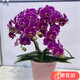 種花迷蝴蝶蘭盆栽室內花卉蝴蝶蘭花苗帶花劍蝴蝶蘭大苗當年開(kāi)花桌面綠植 新品種原土育苗袋發(fā)貨+肥料 大苗帶2支花劍/當年開(kāi)花
