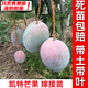 芥圃芒果樹(shù)苗 官方旗艦 嫁接芒果苗大金煌芒四季紅貴妃南方種植果樹(shù)苗 凱特芒果苗【帶土帶葉發(fā)貨】 3年苗  高度：80-100公分