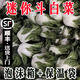 【順豐】新鮮奶白菜寧夏迷你矮腳奶油白菜牛奶白菜學(xué)斗鶴斗白菜 5斤裝 順豐冷鏈【包郵到家】