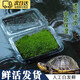 WANIOT苔蘚微景觀(guān)鮮活青苔蘚草皮白發(fā)蘚生態(tài)魚(yú)缸瓶苔蘚微景觀(guān)diy材料包 新鮮（雙層）一盒