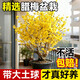 JCZS臘梅花盆栽矮化老樁盆景梅花耐寒花苗室外陽(yáng)臺庭院花卉濃 【素心臘梅】8年老樁中苗+不含盆 +送陶粒+肥料+厘米