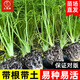 大禹生菜苗帶根帶土秧苗盆栽青菜苗壽光蔬菜苗活苗冬春季種植 割茬茴香苗20棵