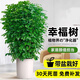 呆果丁幸福樹(shù)客廳大盆栽綠植室內大型花卉盆景綠植辦公室植物落地大盆栽 單桿幸福樹(shù)60-80cm（原土盆）