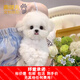 混血比熊幼犬活體比熊犬泰迪犬小型犬茶杯犬博美犬串串寵物狗活體 田園級 比熊混血+狗糧+狗籠+包郵 公母備注