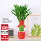 中夢(mèng)節節高富貴竹植物開(kāi)運竹盆栽客廳水養大型綠植室內招財喬遷大顆 120#招財竹籠+紅色陶瓷盆+蝴蝶結
