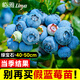 臨雅藍莓樹(shù)果樹(shù)苗盆栽陽(yáng)臺室內外地栽南北方種植40cm綠寶石源頭直發(fā)