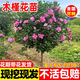 樂(lè )途木槿花樹(shù)苗重瓣木槿花樹(shù)四季種植 玫紅木槿【2公分粗】源頭直發(fā)