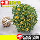 湃點(diǎn)桂花樹(shù)苗濃香型桂花盆栽金桂庭院園林造景地栽金桂2cm粗源頭直發(fā)