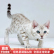 純種孟加拉豹子貓活體幼貓金豹銀豹雪豹幼貓寵物貓豹貓幼崽小貓咪 血統級 【高顏值豹貓】