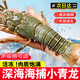 百鮮洽 小青龍蝦新鮮海捕活凍特大青龍蝦海鮮水產(chǎn)春節送禮團圓年夜飯 凈重2斤實(shí)惠裝3-4只【超實(shí)惠】