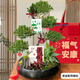 Only you【2小時(shí)達】五層塔松盆栽青松綠植松樹(shù)盆景室內植物開(kāi)業(yè)生日喬遷 萬(wàn)事青松【精致造景五層塔松盆景】送老師推薦
