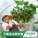 海蒂的花園旗艦店草莓苗盆栽特大號草莓秧陽(yáng)臺種植帶盆土好養包存活紅顏草莓 紅顏（丹東99）15cm盆（帶花發(fā)貨）