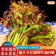京地達云南頭茬露天新鮮紅油香椿凈重1斤裝葉芽蔬菜春菜源頭直發(fā)包郵
