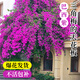臨雅爬藤三角梅帶花苞盆栽庭院樹(shù)苗綠植物花卉爬藤紫1-1.3米源頭直發(fā)