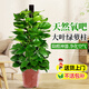 愛(ài)優(yōu)尚大葉綠蘿柱盆栽客廳大型綠植辦公室內除甲醛凈化空氣綠籮源頭直發(fā)