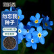 花沃里勿忘我花種子約300粒 花卉種子四季草籽家庭盆栽土陽(yáng)臺庭院種植