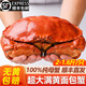 原裝超大面包蟹 英國進(jìn)口滿(mǎn)黃熟凍黃金蟹螃蟹海蟹黃道蟹100%母蟹 【超大滿(mǎn)黃】1只2-1.6斤凈重