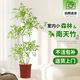 臨雅南天竹盆栽客廳真樹(shù)大型綠植物辦公室內落地盆景陽(yáng)臺庭院造景樹(shù)苗 南天竹1-1.2米+原生膠盆