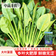 中蔬豐農大葉菠菜種子蔬菜種子四季蔬菜冬季籽種耐寒菜種盆栽菠菜子菜籽子 大葉菠菜 大葉菠菜種子5包（買(mǎi)3送2） 約5000粒