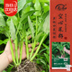 壽禾三叉空心菜種子苗通心菜冬春蔬菜種籽 濰豐三叉空心菜種子50g*2袋