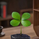 孫凱墨西哥鐵樹(shù)四葉幸運草小盆栽綠植室內辦公桌懶人植物 墨西哥鐵樹(shù)原盆