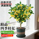 藍桂圓桂花樹(shù)苗四季桂盆栽 室內外陽(yáng)臺庭院綠植水培濃香 加侖盆源頭直發(fā)