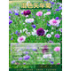 蘇躍矢車(chē)菊花種子四季播種易活開(kāi)花卉室內外庭院綠化盆栽植物花種籽子 混色矢車(chē)菊500克/1斤