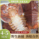 魚(yú)香嫂舟山琵琶蝦鮮活特大生鮮冷凍九齒扇蝦姑新鮮瀨尿蝦深海海鮮爬蝦 1000g(凈重)  13-18cm(4-5只/斤)