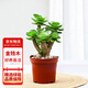 花行榜 金錢(qián)木老樁多肉植物室內盆栽客廳綠植花卉原盆 1盆源頭直發(fā)