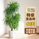 卉優(yōu)步步高發(fā)財樹(shù)大葉綠蘿龍血樹(shù)盆栽客廳辦公室內開(kāi)業(yè)喬遷大型綠植 特級·老樁多頭龍血樹(shù)【1.5-1.7米】白色吸水盆 含盆