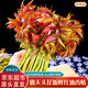京地達云南頭茬露天新鮮紅油香椿凈重2斤裝葉芽春菜蔬菜源頭直發(fā)包郵