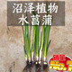 臨雅魚(yú)缸真水草水培植物造景凈水菖蒲水養龜缸水生好養耐活綠植盆栽 3棵水菖蒲(15-20cm)
