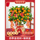 語(yǔ)森憶金桔樹(shù)盆栽帶果客廳綠植室內大型植物桔子橘子樹(shù)苗花卉年桔桔樹(shù) 大苗帶果發(fā)貨四季金桔樹(shù)+福袋盆+新年掛件5個(gè)高度30-40