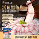 叮叮懶人菜活魚(yú)黑魚(yú)片250g/袋酸菜魚(yú)水煮魚(yú)生魚(yú)片火鍋食材活魚(yú)鮮切去刺免漿 黑魚(yú)片6袋
