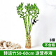 花翁水培植物水養綠植盆栽轉運竹50cm高8支（不含瓶）源頭直發(fā)