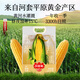 三胖蛋7A甜糯玉米新鮮真空包裝加熱即食高品質(zhì)黃玉米棒粗糧代餐228g 7A甜糯玉米1.82kg【量販裝】