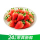 【24小時(shí)果】北京紅顏草莓大果500g（單果18g起）