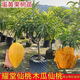 廣東正宗耀堂仙桃苗大果蛋黃果樹(shù)苗雞蛋果苗常綠帶土帶葉盆栽地栽 雞蛋果 兩年苗