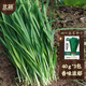 北蔬 韭菜種子苗老品種小細葉農家冬春四季蔬菜種籽 細葉雪韭種子120g