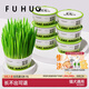 俘獲F2輕松貓草盆栽助化懶人加水成幼小貓毛培盆零貓咪食物 【買(mǎi)6送4】輕松貓草*6盒+噴壺+混合貓條*3