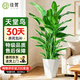 佳賀（JIAHE）天堂鳥(niǎo)盆栽客廳室內好養大型綠植辦公室大葉植物鶴望蘭源頭直發(fā) 【限時(shí)促銷(xiāo)】天堂鳥(niǎo)【1.2-1.4米】鉆石盆