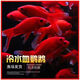 冷水鸚鵡魚(yú)招財血鸚鵡紅金魚(yú)冷水觀(guān)賞魚(yú)活體魚(yú)苗好養耐活發(fā)財魚(yú) 冷水血鸚鵡12-14厘米3條