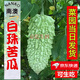 南澳珠瓜潮汕白珠苦瓜露天種植蔬菜現摘可刺身即食涼瓜京東快遞 京東快遞  1kg 南澳直發(fā)