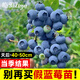 臨雅藍莓樹(shù)果樹(shù)苗盆栽陽(yáng)臺室內外地栽南北方種植40cm天后源頭直發(fā)