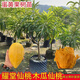 雞蛋黃果樹(shù)苗嫁接苗耀堂仙桃果樹(shù)苗蛋黃果水果樹(shù)苗盆栽當年結果 雞蛋果 兩年苗