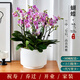 佳妍【同城配送】蝴蝶蘭盆栽喬遷送禮520情人節禮物8株粉色源頭直發(fā)