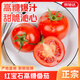 京地達西紅柿山東紅寶石高糖番茄 凈重3斤 單果50g+ 蔬菜源頭直發(fā)包郵